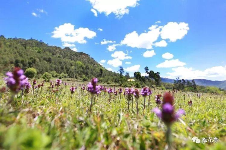 探索吉鹿力问答社区,解锁节电专家建议城里人少跳广场舞,你赞同吗?乐趣